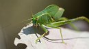 Leaf Hopper Leaf Hopper